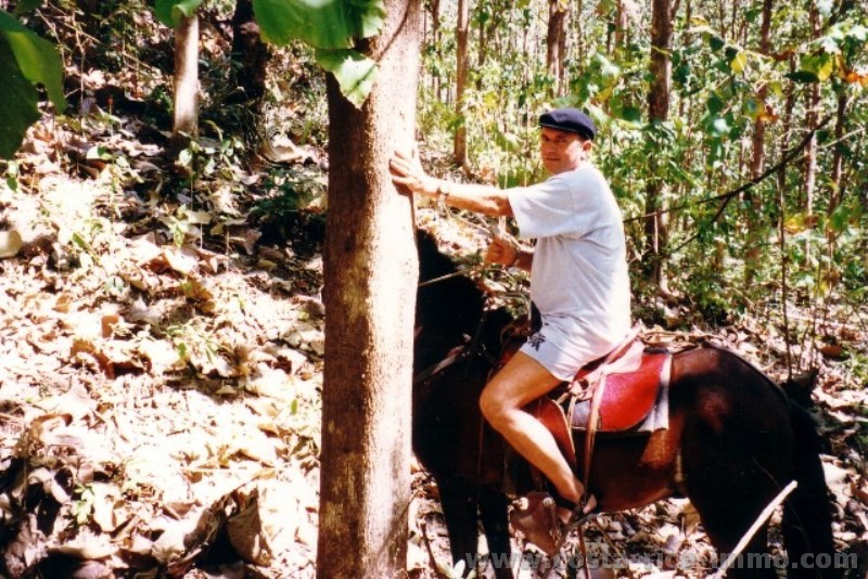 Costa Rica - 25 Jahre alte Teak - Plantage, auf 10.000 qm 